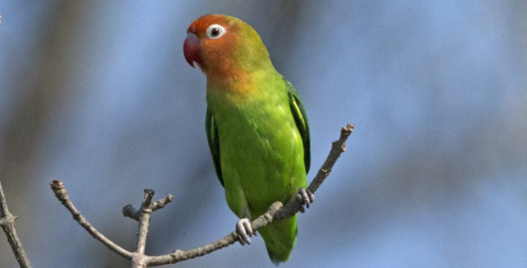 Nyasa Lovebird The African Lovebird Society of Australia Inc